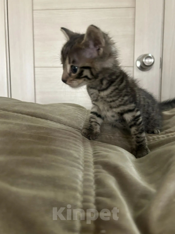 Кошки в Кемерово: Котята Девочка, Бесплатно - фото 4