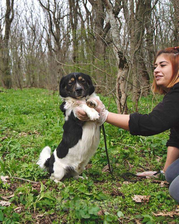 Собаки в других городах Московской области: Крошка Пудинг в дар Мальчик, Бесплатно - фото 6