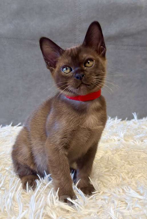 Кошки в Москве: Бурманские котята соболь! Бронирование! Мальчик, 80 000 руб. - фото 2