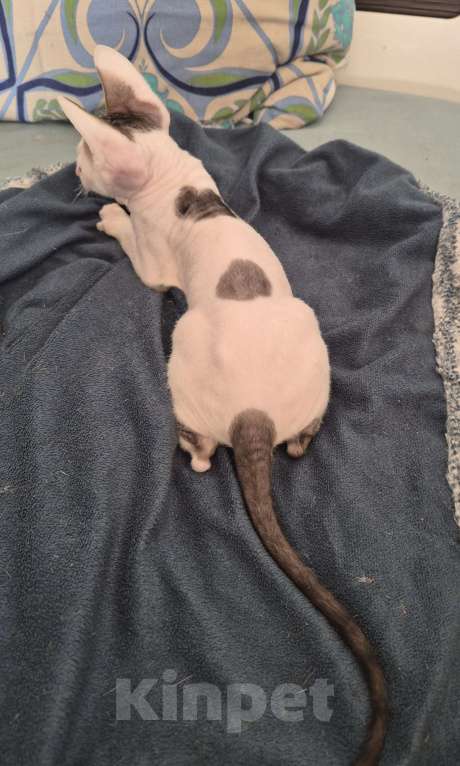 Кошки в Москве: Котенок Корниш Рекс Мальчик, 35 000 руб. - фото 10