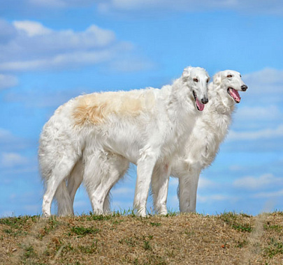 Русская псовая борзая