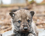 Собаки в Рязани: Щенок мальчик волчьей собаки Мальчик, 100 000 руб. - фото 2