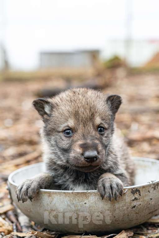 Собаки в Рязани: Щенок мальчик волчьей собаки Мальчик, 100 000 руб. - фото 2