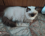 Кошки в Барнауле: Продажа котят породы Регдолл Мальчик, 40 000 руб. - фото 4