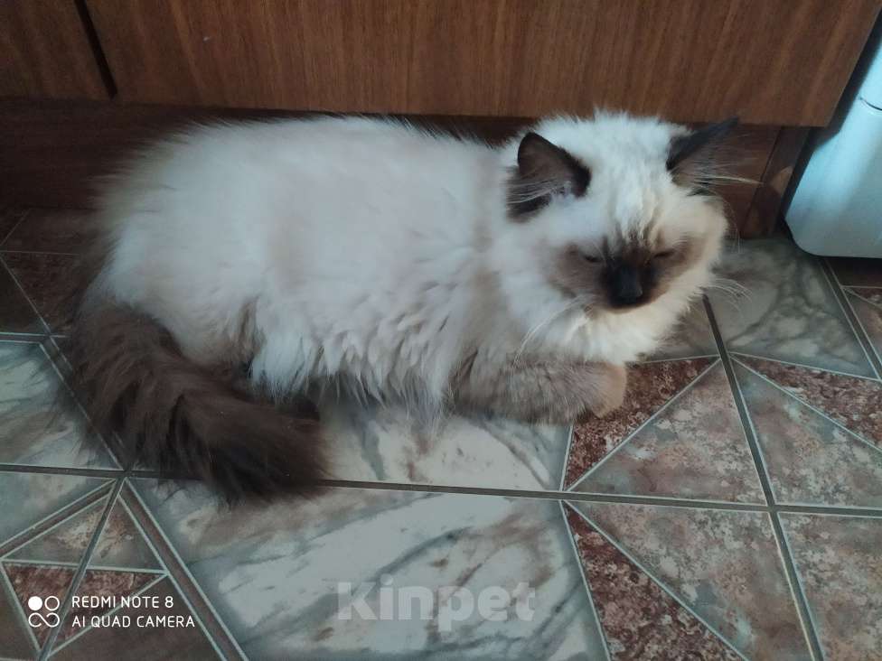 Кошки в Барнауле: Продажа котят породы Регдолл Мальчик, 40 000 руб. - фото 4