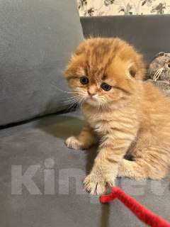 Кошки в Екатеринбурге: Шотландский вислоухий котенок Мальчик, 25 000 руб. - фото 3