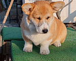Собаки в Симферополе: Щенок корги Мальчик, 60 000 руб. - фото 3