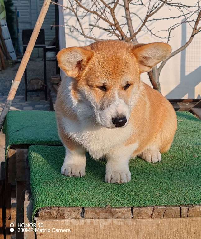 Собаки в Симферополе: Щенок корги Мальчик, 60 000 руб. - фото 3