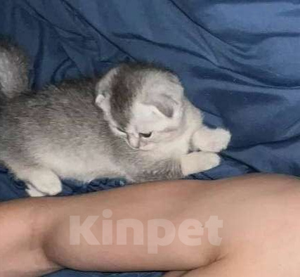 Кошки в других городах Московской области: Серебристая шиншилла скоттиш-фолд девочка Девочка, 18 000 руб. - фото 6