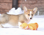 Собаки в Москве: Вельш корги пемброк Девочка, 60 000 руб. - фото 4
