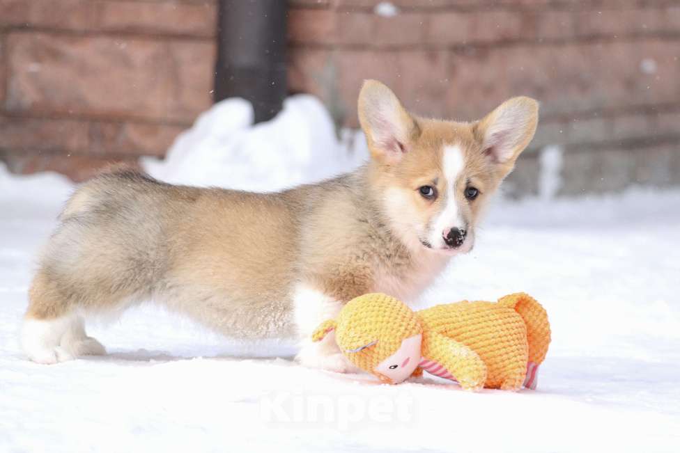 Собаки в Москве: Вельш корги пемброк Девочка, 60 000 руб. - фото 4