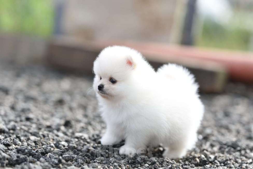 Собаки в Белгороде: Малыш шпиц  Мальчик, 50 000 руб. - фото 2