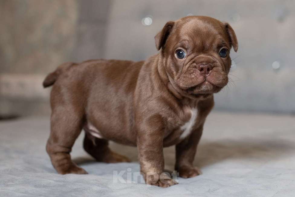 Собаки в Москве: Французский бульдог, щенок Мальчик, 70 000 руб. - фото 5