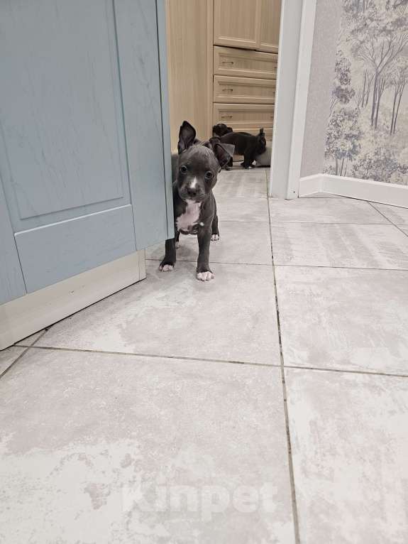 Собаки в Ивантеевке: Щенки Американский Стафаршиский Терьер  Девочка, 60 000 руб. - фото 7