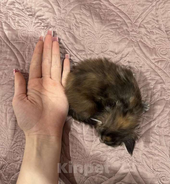 Кошки в Тюмени: Мейн-кун мраморная Девочка, 15 000 руб. - фото 1