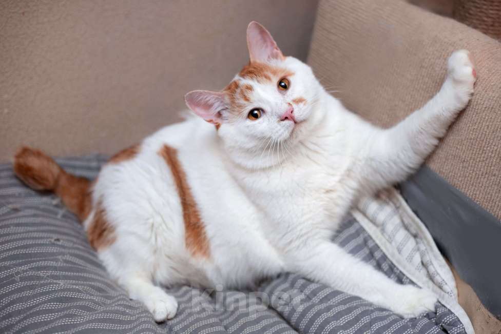 Кошки в Москве: Спокойный и ласковый бесхвостый кот Грек в дар Мальчик, 10 руб. - фото 7