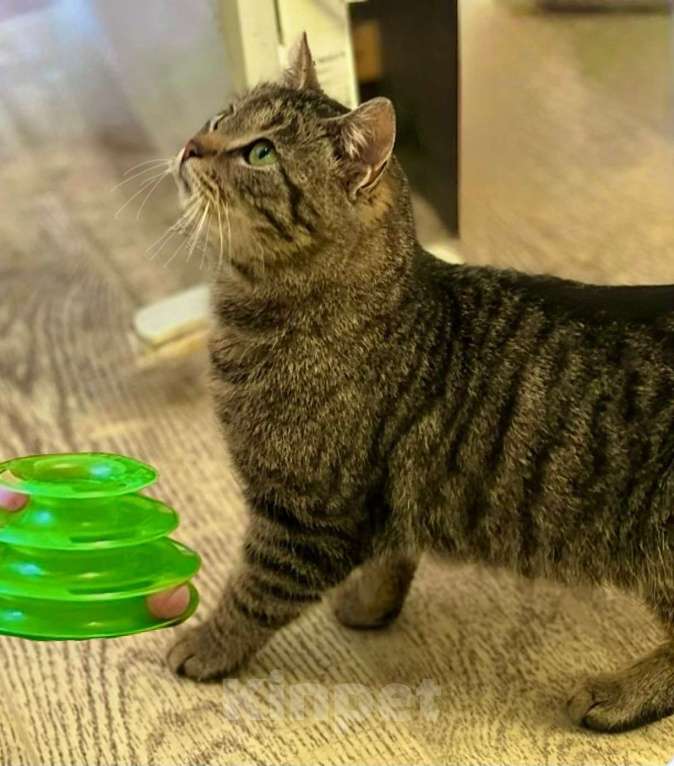 Кошки в Санкт-Петербурге: Котенок Пушик ищет дом Мальчик, Бесплатно - фото 2