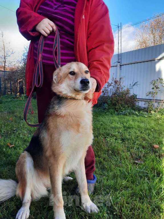 Собаки в Санкт-Петербурге: Мягкая и ласковая молодая собака Девочка, Бесплатно - фото 2