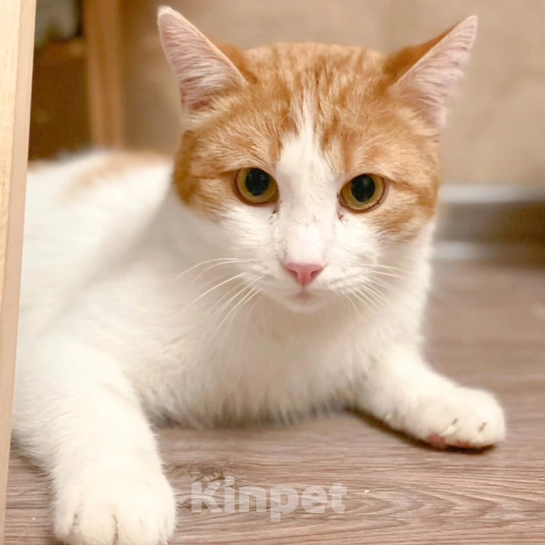 Кошки в Москве: Маркуса никто не замечает Мальчик, Бесплатно - фото 4