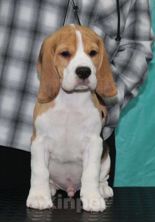 Собаки в Ноябрьске: Щенок бигля Мальчик, Бесплатно - фото 2