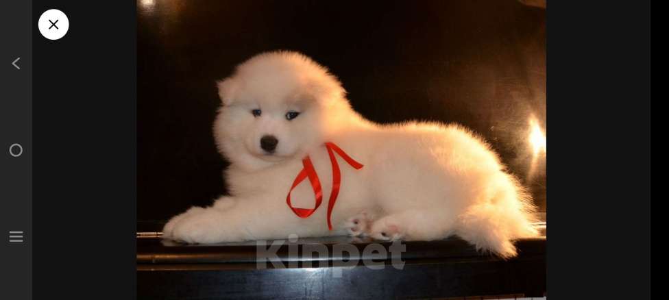 Собаки в Москве: Самоедики Разнополые, 35 000 руб. - фото 3