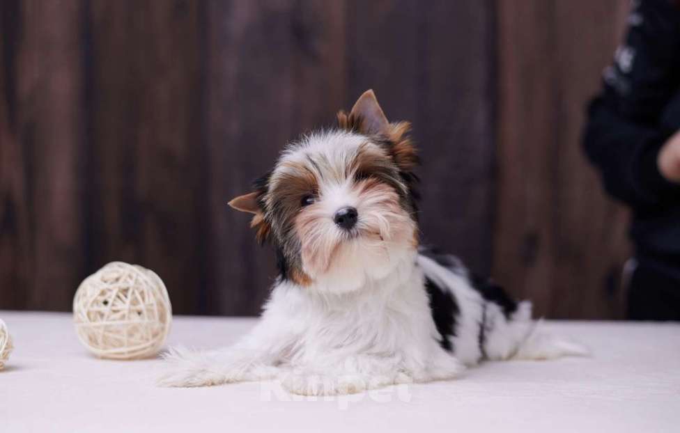 Собаки в Челябинске: Бивер терьер кобель Мальчик, Бесплатно - фото 1