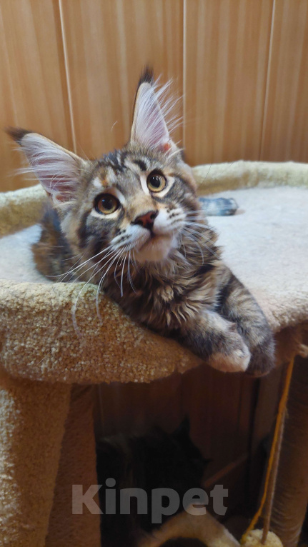 Кошки в Озерске: Красотка - черепашкa Девочка, 35 000 руб. - фото 2