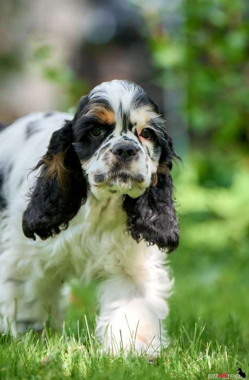 Собаки в Москве: Американский кокер-спаниель: будущий чемпион, отличные данные  Мальчик, 120 000 руб. - фото 8
