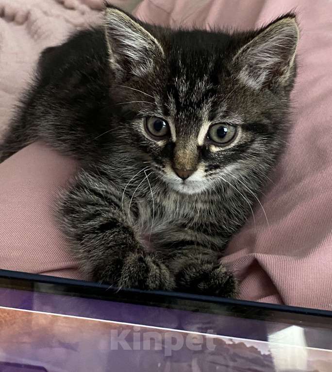 Кошки в Москве: Игривый котёнок Мальчик, 1 руб. - фото 3