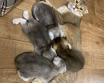 Кошки в Красногорске: Шотландские котята , 15 000 руб. - фото 6