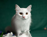 Кошки в Москве: Молодая ангорская кошка Мира в дар Девочка, Бесплатно - фото 2