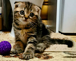Кошки в Домодедово: Чистокровные шотландские котята  Девочка, 5 000 руб. - фото 2