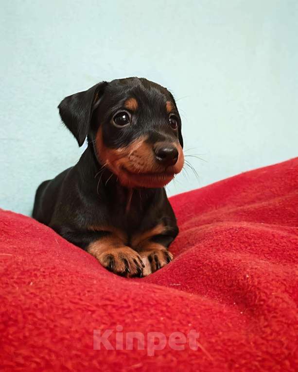 Собаки в Санкт-Петербурге: Щенок цвергпинчера Мальчик, 45 000 руб. - фото 3