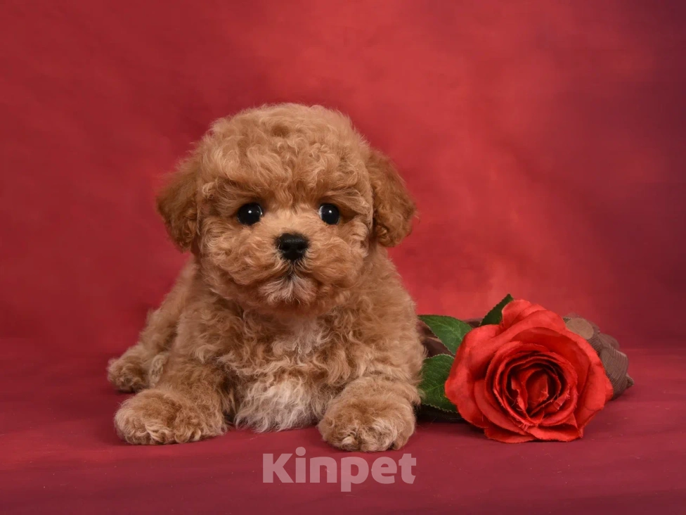 Собаки в других городах Московской области: Щенки Мальтипу Мальчик, 130 000 руб. - фото 2