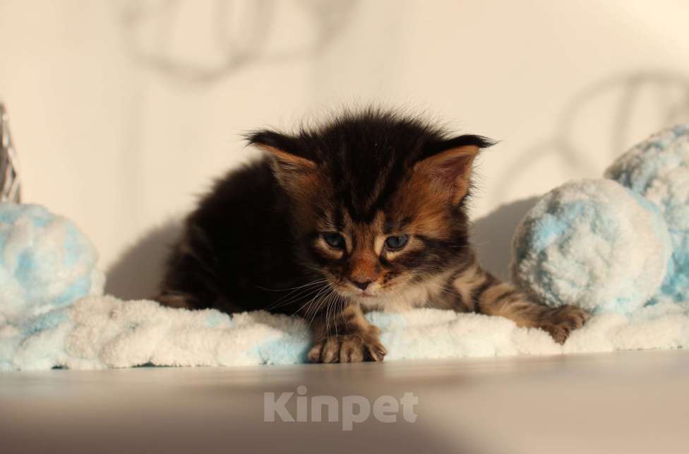 Кошки в Екатеринбурге: Котёнок мейн-кун Цефей Мальчик, 70 000 руб. - фото 2