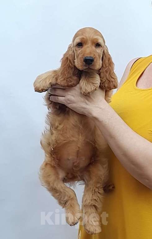 Собаки в Краснодаре: английский кокер спаниель Мальчик, 45 000 руб. - фото 3