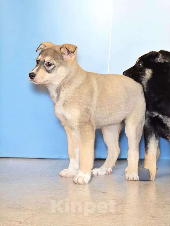 Собаки в Москве: Щенок Луна ищет дои Девочка, Бесплатно - фото 9