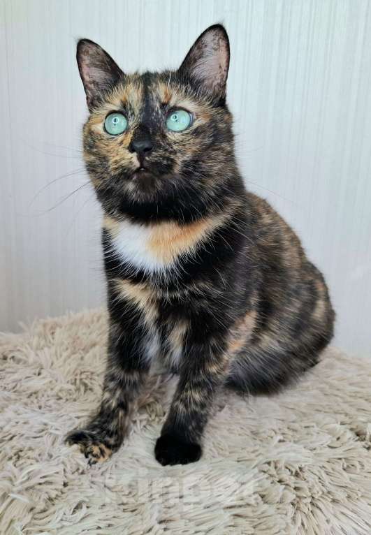 Кошки в Москве: Амели будет на выставке-пристройстве в Москве Девочка, Бесплатно - фото 8