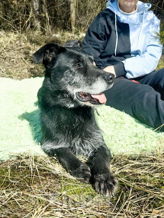 Собаки в Электрогорске: Баги сдали в приют Девочка, Бесплатно - фото 1