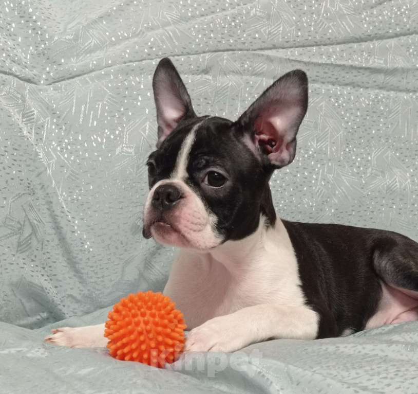 Собаки в Новосибирске: Щенок Бостон терьер Мальчик, 50 000 руб. - фото 2