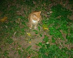 Кошки в Москве: Котенок Искорка ищет дом Девочка, Бесплатно - фото 7
