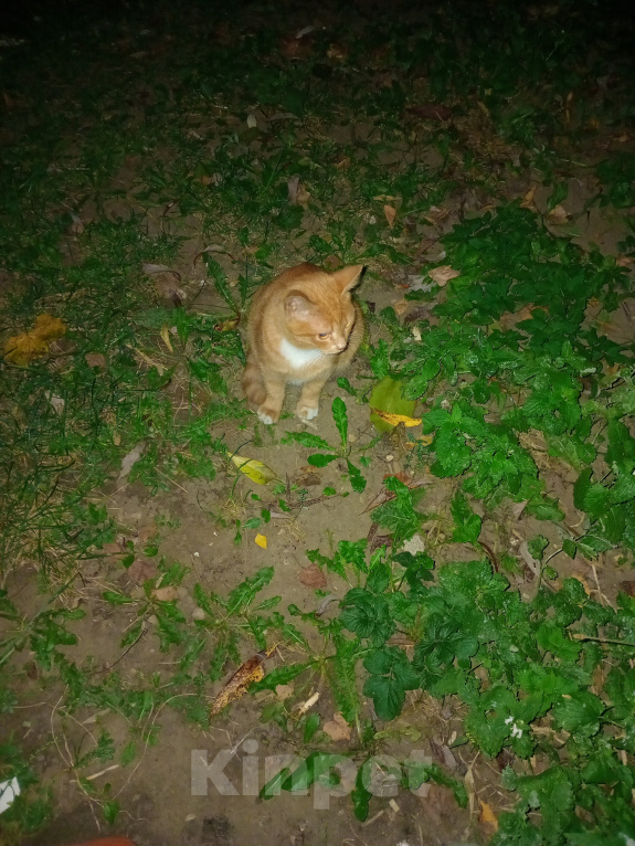 Кошки в Москве: Котенок Искорка ищет дом Девочка, Бесплатно - фото 7