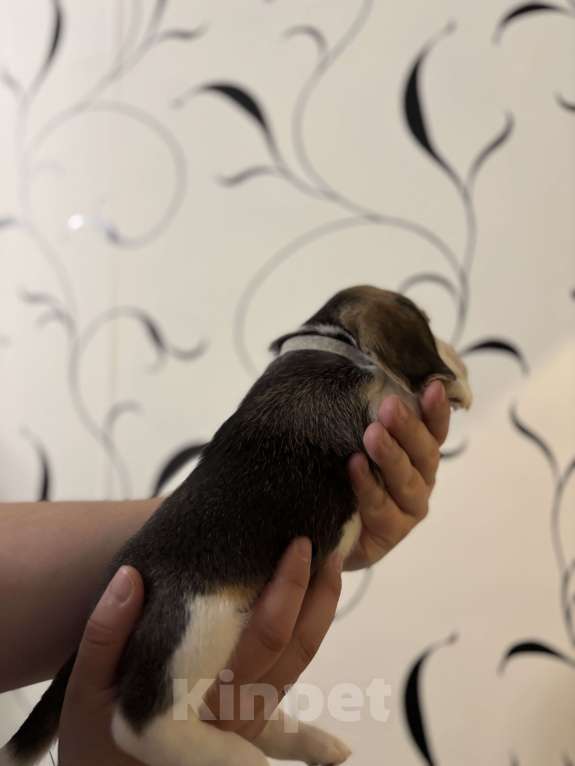 Собаки в Белгороде: Бигль 04.01.2025 г.р. Мальчик  Мальчик, 30 000 руб. - фото 3