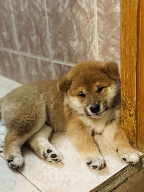 Собаки в Москве: Щенок сиба-ина Мальчик, 30 000 руб. - фото 1