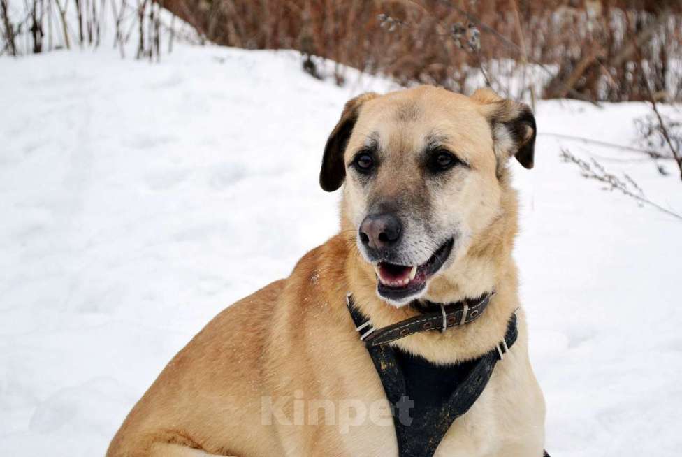 Собаки в Москве: Этна Девочка, Бесплатно - фото 2
