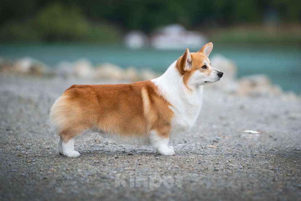 Собаки в Краснодаре: Породный щенок вельш корги пемброк Мальчик, 75 000 руб. - фото 4