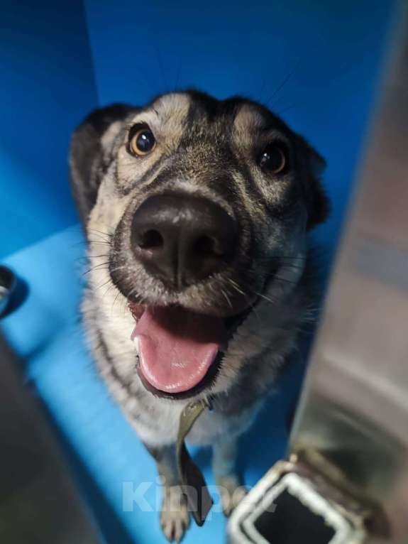 Собаки в Москве: Арья. Умная собака на выпуск на улицу Девочка, Бесплатно - фото 2