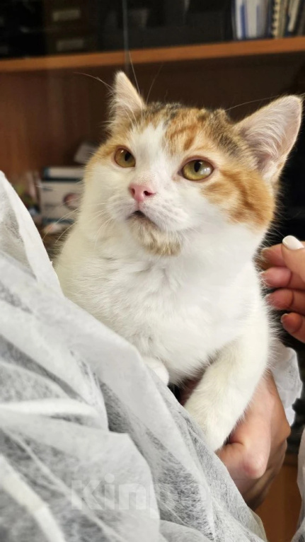 Кошки в Москве: Нежная Ассоль ищет дом Девочка, Бесплатно - фото 2