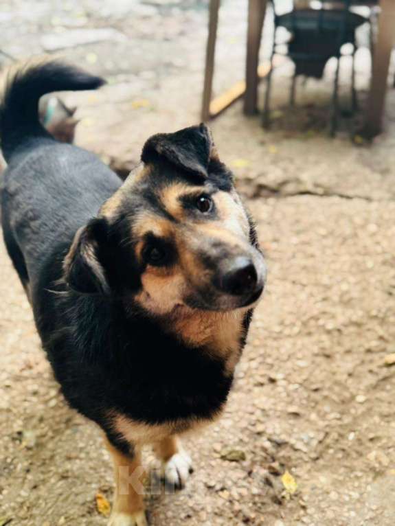 Собаки в Москве: Самый добрый в мире пес Каюшка Мальчик, Бесплатно - фото 3