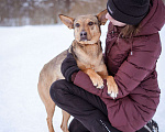 Собаки в Москве: Ушастик в поисках семьи Мальчик, Бесплатно - фото 8